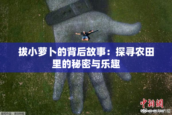 拔小萝卜的背后故事：探寻农田里的秘密与乐趣
