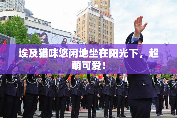埃及猫咪悠闲地坐在阳光下，超萌可爱！