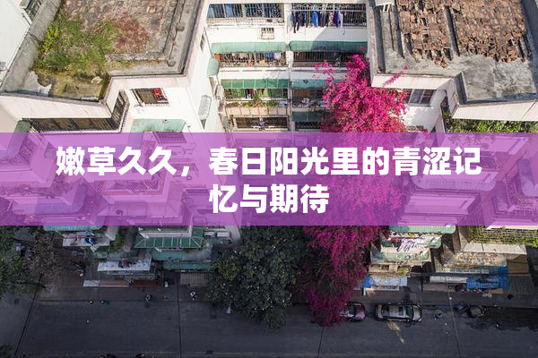 嫩草久久，春日阳光里的青涩记忆与期待