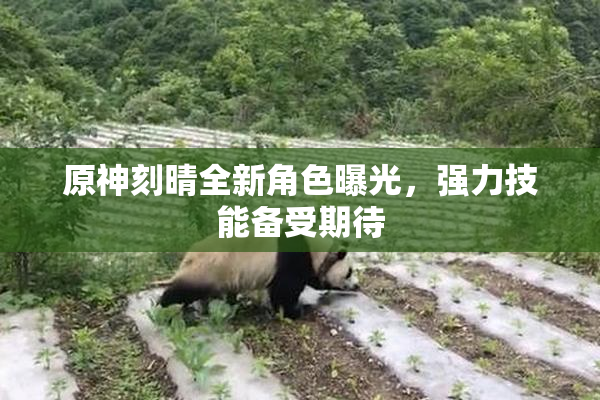 原神刻晴全新角色曝光，强力技能备受期待