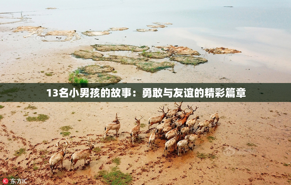 13名小男孩的故事：勇敢与友谊的精彩篇章
