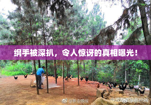 纲手被深扒，令人惊讶的真相曝光！