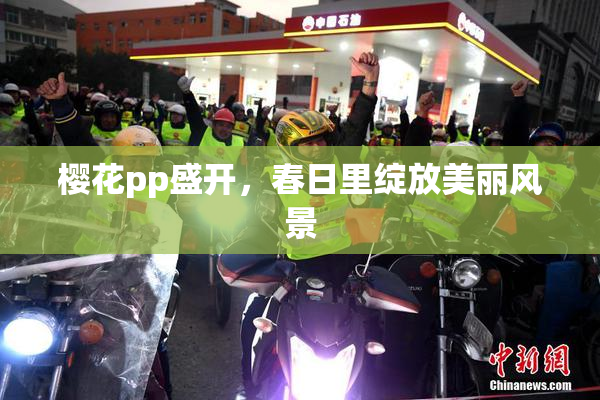 樱花pp盛开，春日里绽放美丽风景