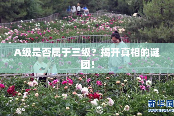 A级是否属于三级？揭开真相的谜团！