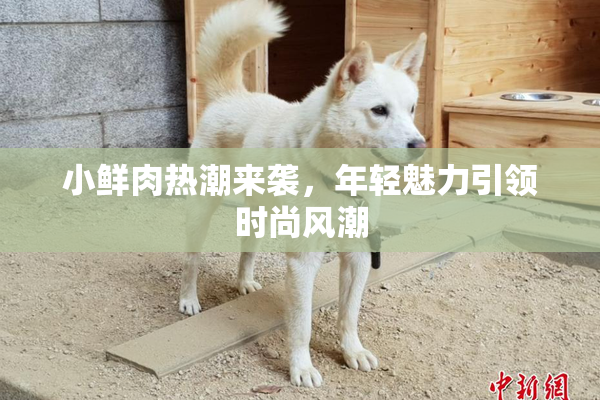 小鲜肉热潮来袭，年轻魅力引领时尚风潮