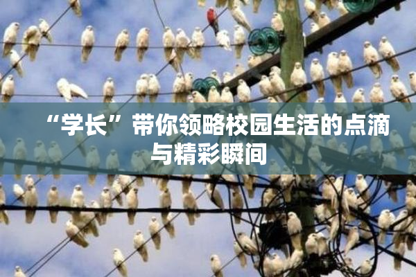 “学长”带你领略校园生活的点滴与精彩瞬间