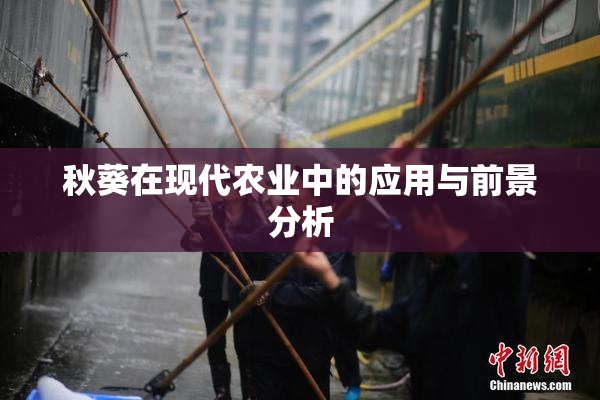 秋葵在现代农业中的应用与前景分析