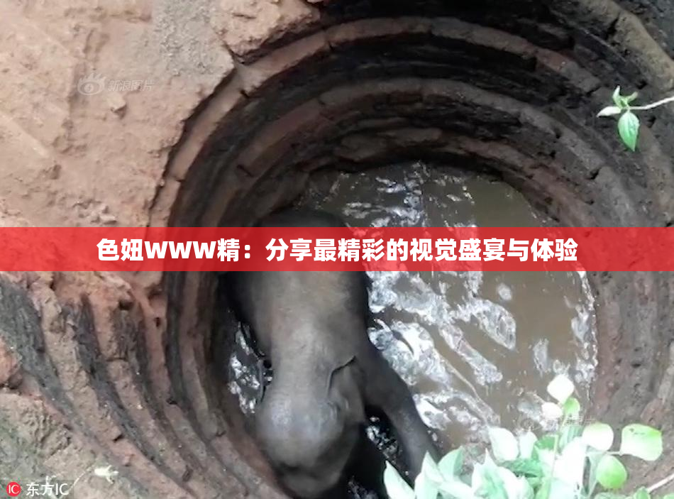 色妞WWW精：分享最精彩的视觉盛宴与体验