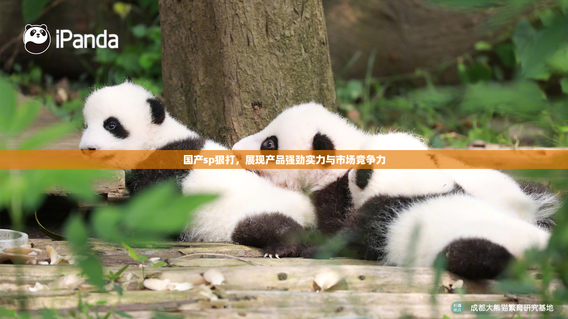 国产sp狠打，展现产品强劲实力与市场竞争力
