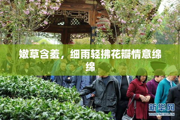 嫩草含羞，细雨轻拂花瓣情意绵绵