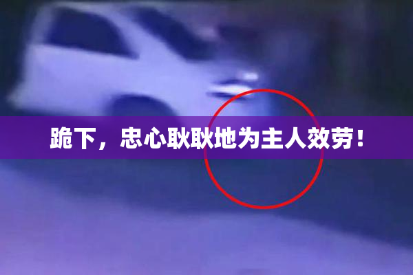 跪下，忠心耿耿地为主人效劳！