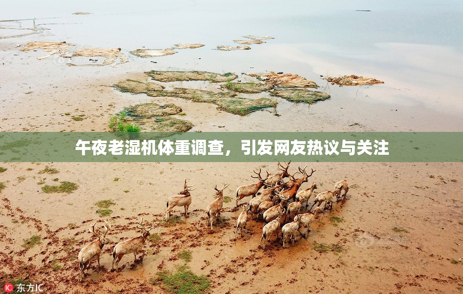 午夜老湿机体重调查，引发网友热议与关注