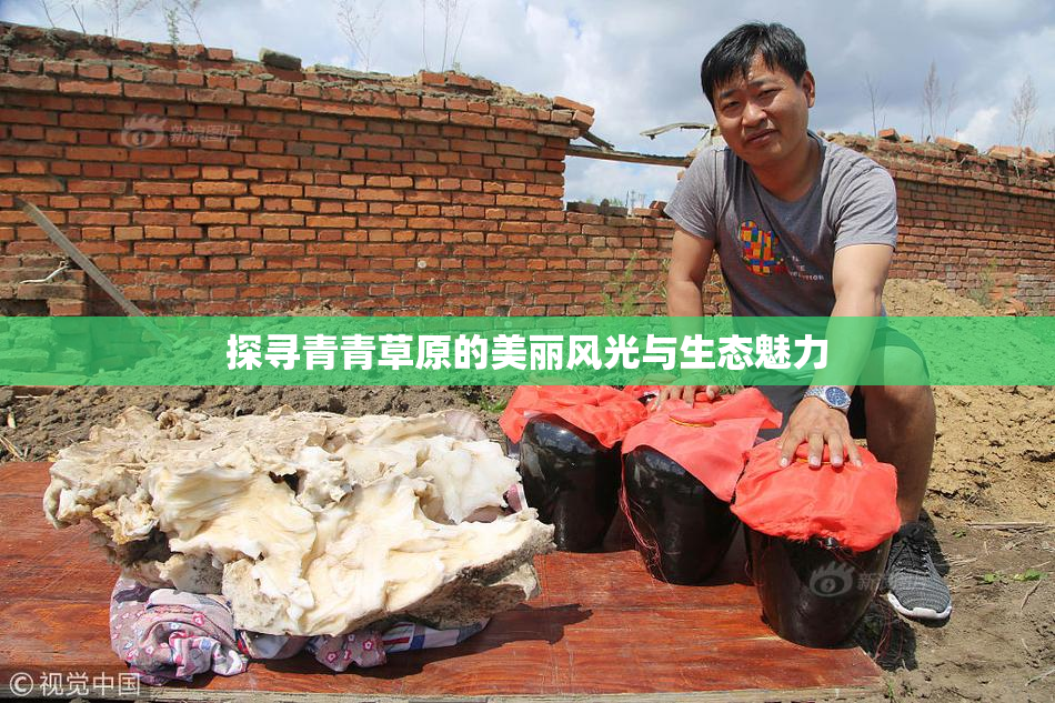 探寻青青草原的美丽风光与生态魅力