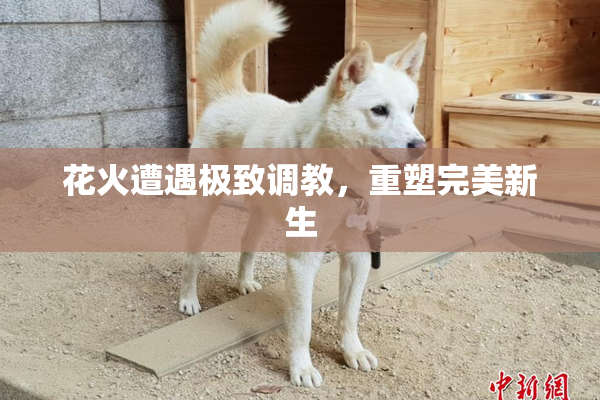 花火遭遇极致调教，重塑完美新生