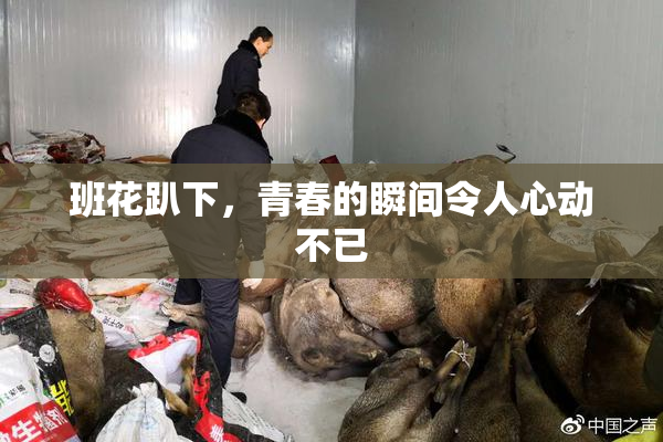 班花趴下，青春的瞬间令人心动不已