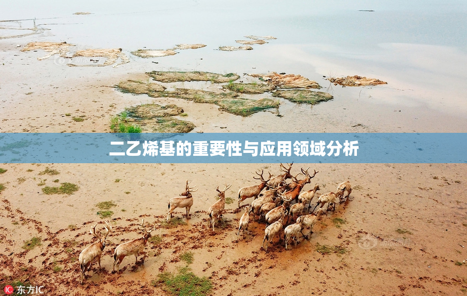 二乙烯基的重要性与应用领域分析