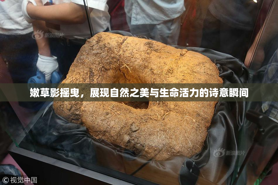 嫩草影摇曳，展现自然之美与生命活力的诗意瞬间