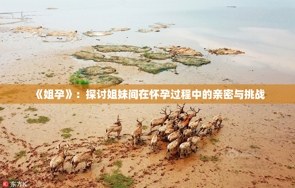《姐孕》：探讨姐妹间在怀孕过程中的亲密与挑战