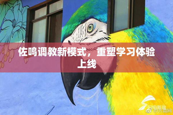 佐鸣调教新模式，重塑学习体验上线