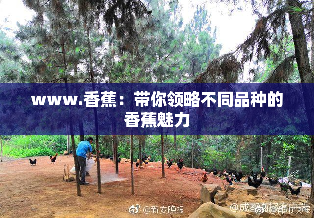 www.香蕉：带你领略不同品种的香蕉魅力