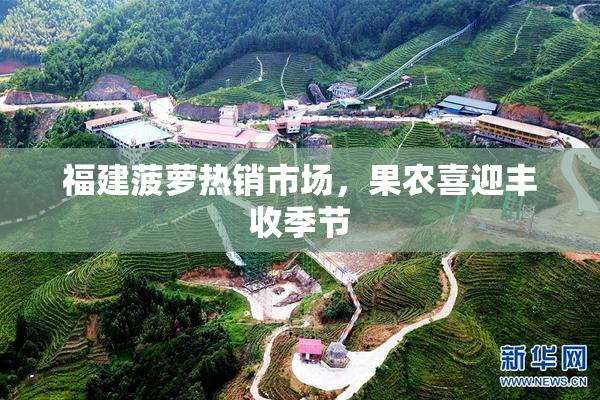 福建菠萝热销市场，果农喜迎丰收季节