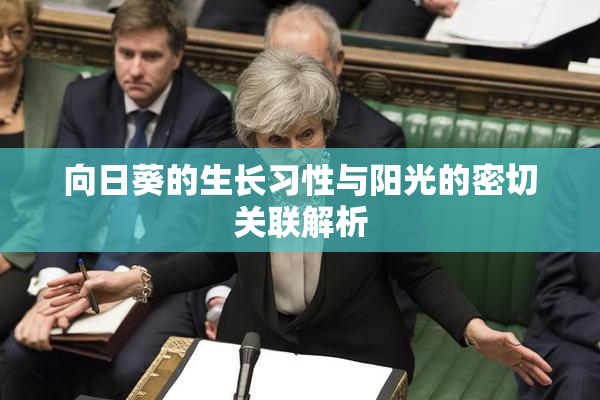 向日葵的生长习性与阳光的密切关联解析