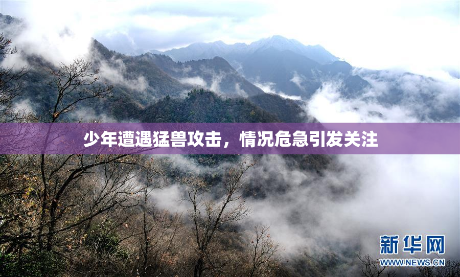 少年遭遇猛兽攻击，情况危急引发关注