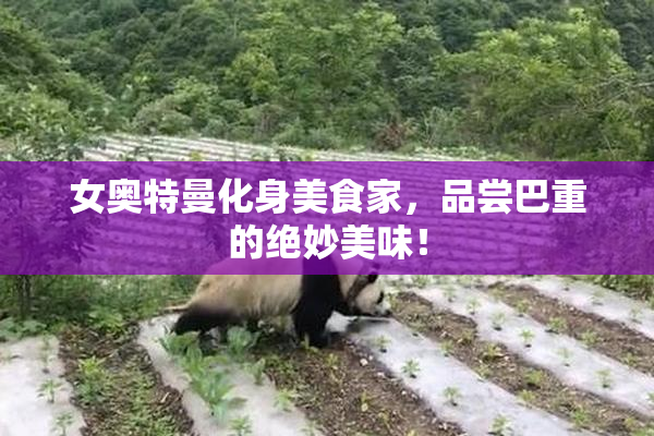 女奥特曼化身美食家，品尝巴重的绝妙美味！