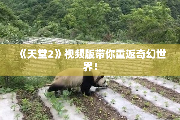 《天堂2》视频版带你重返奇幻世界！