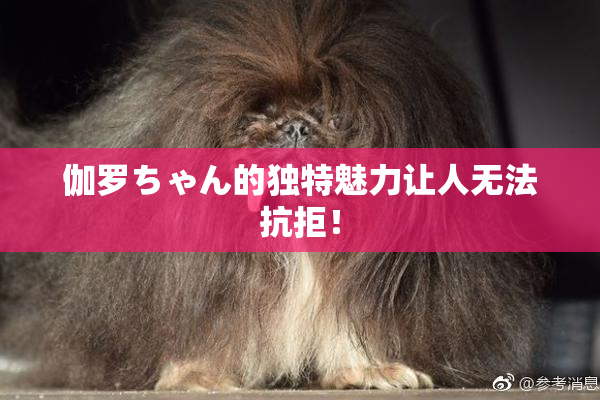 伽罗ちゃん的独特魅力让人无法抗拒！