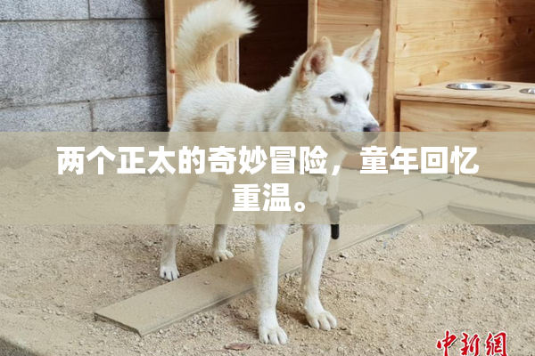 两个正太的奇妙冒险，童年回忆重温。