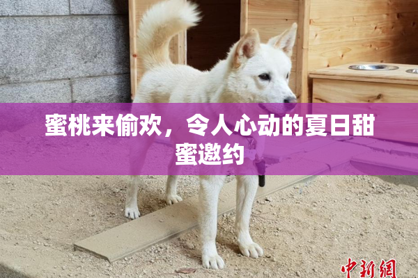 蜜桃来偷欢，令人心动的夏日甜蜜邀约