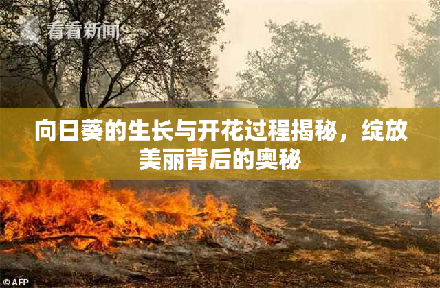 向日葵的生长与开花过程揭秘，绽放美丽背后的奥秘