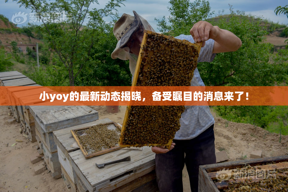 小yoy的最新动态揭晓，备受瞩目的消息来了！