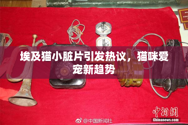 埃及猫小脏片引发热议，猫咪爱宠新趋势