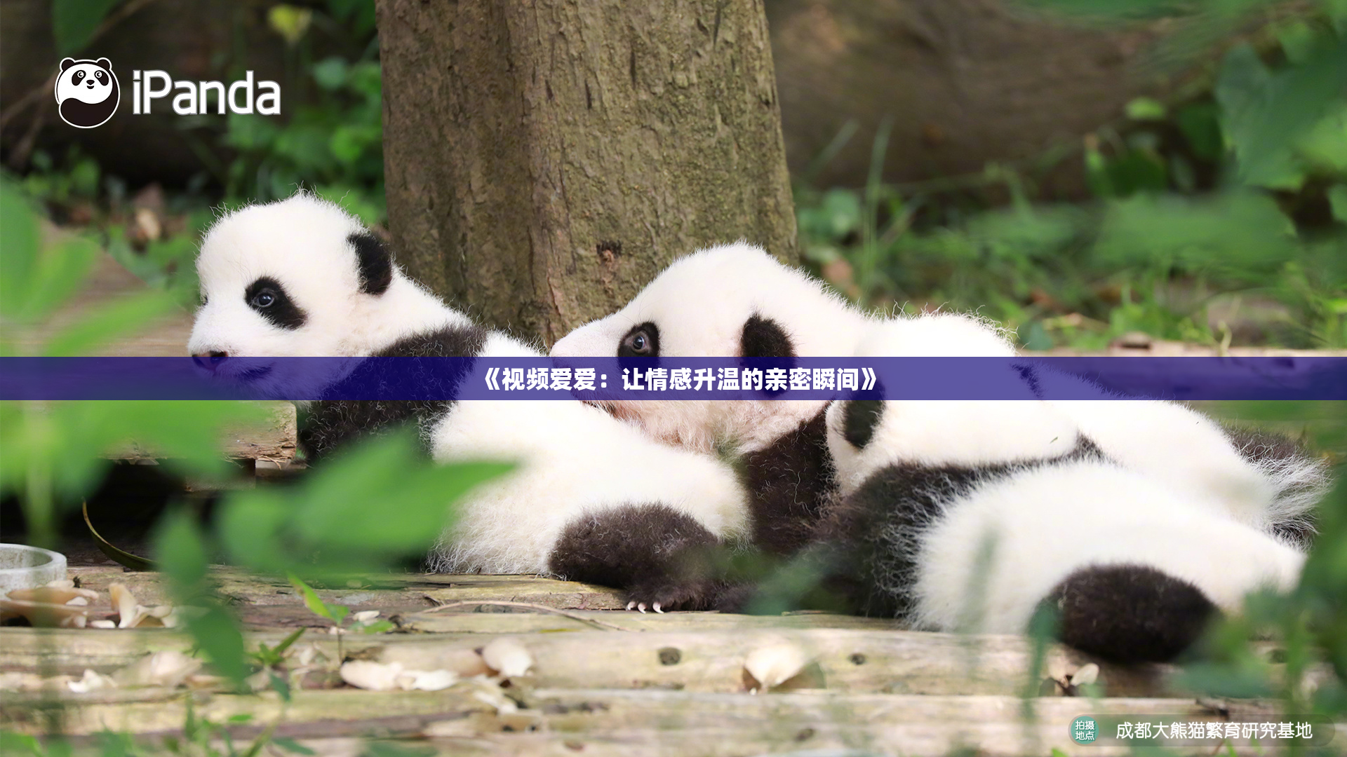 《视频爱爱：让情感升温的亲密瞬间》
