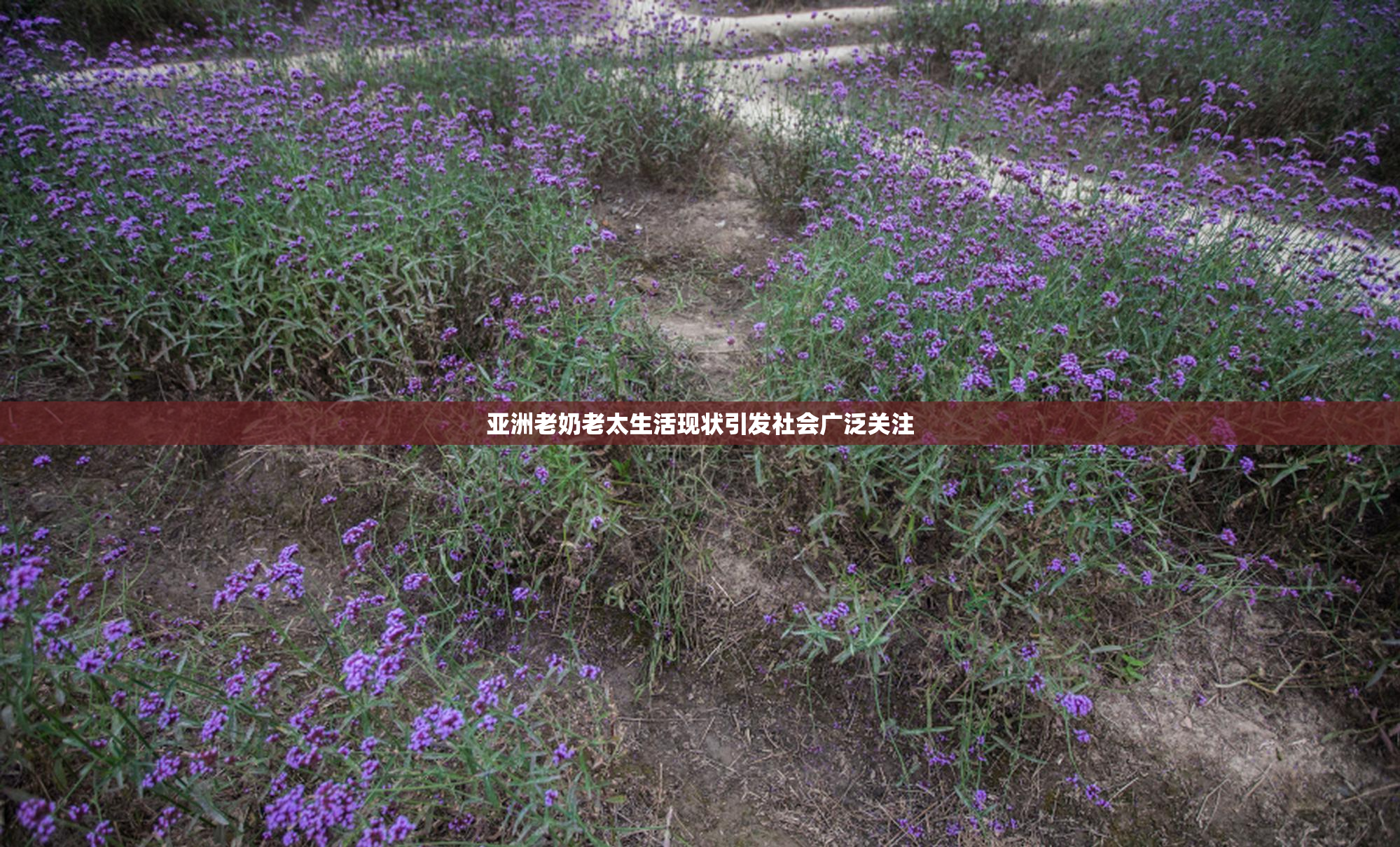 亚洲老奶老太生活现状引发社会广泛关注