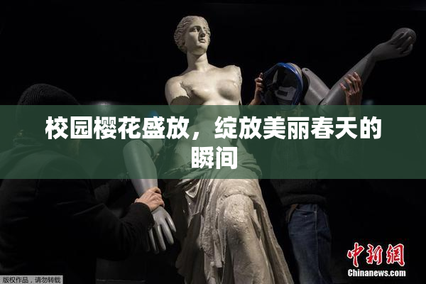 校园樱花盛放，绽放美丽春天的瞬间