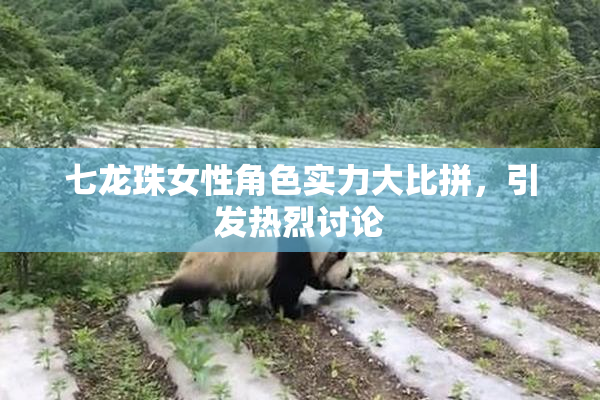 七龙珠女性角色实力大比拼，引发热烈讨论