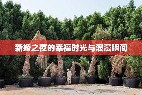 新婚之夜的幸福时光与浪漫瞬间