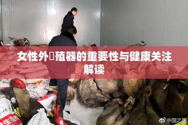 女性外夝殖器的重要性与健康关注解读