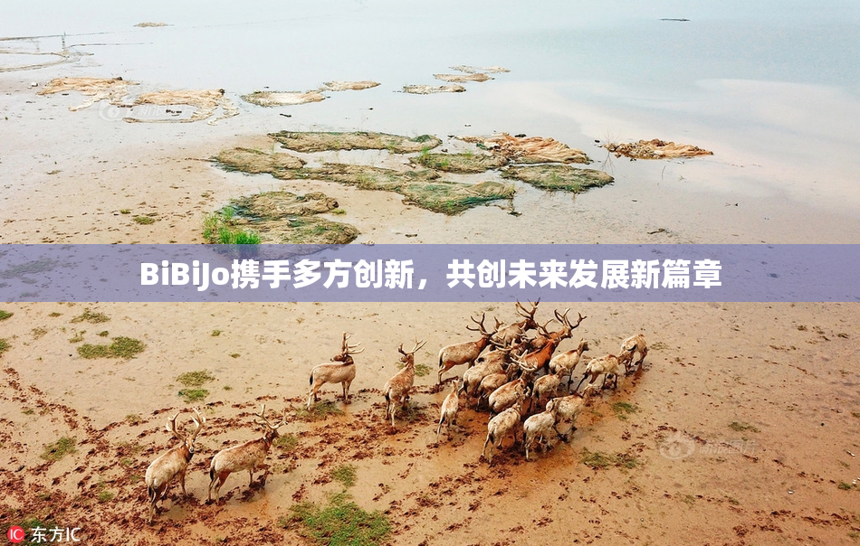 BiBiJo携手多方创新，共创未来发展新篇章