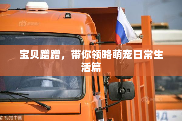 宝贝蹭蹭，带你领略萌宠日常生活篇