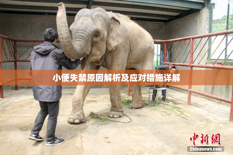 小便失禁原因解析及应对措施详解