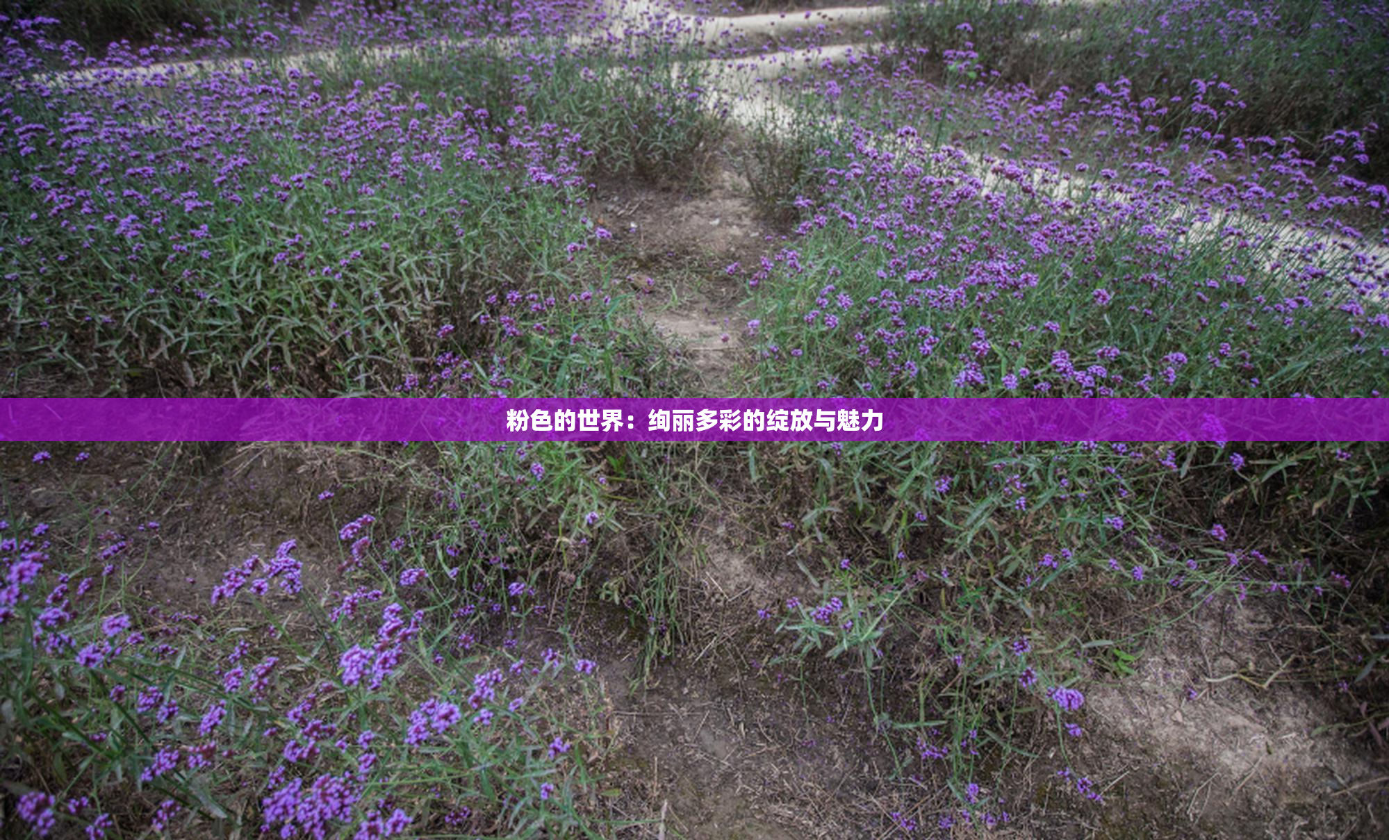 粉色的世界：绚丽多彩的绽放与魅力