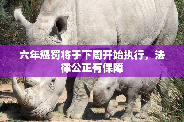 六年惩罚将于下周开始执行，法律公正有保障