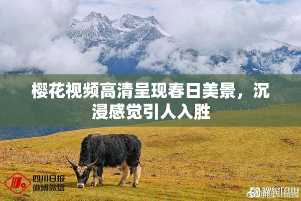樱花视频高清呈现春日美景，沉浸感觉引人入胜