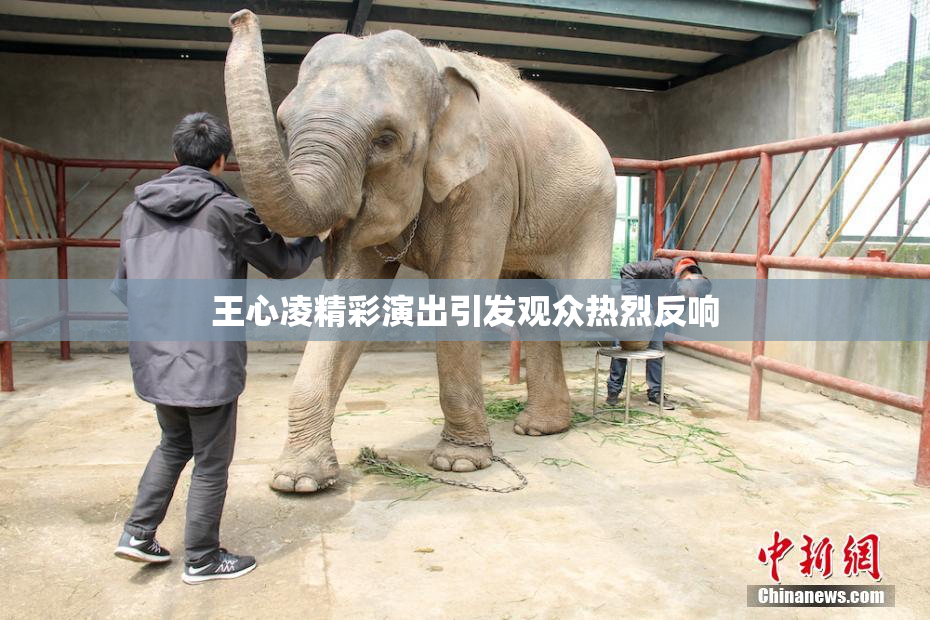 王心凌精彩演出引发观众热烈反响