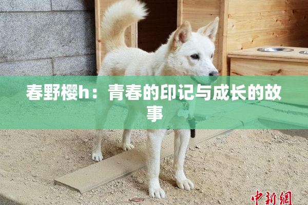 春野樱h：青春的印记与成长的故事