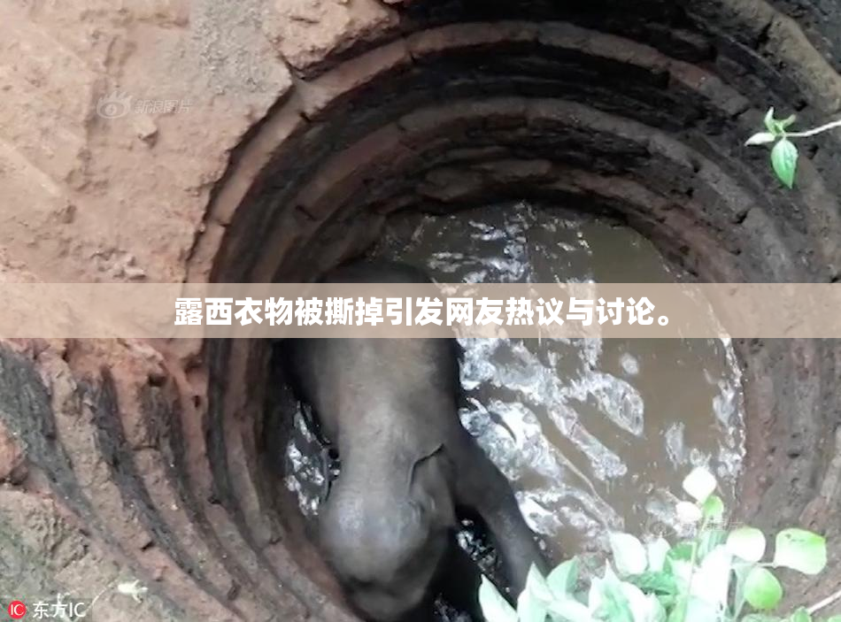 露西衣物被撕掉引发网友热议与讨论。